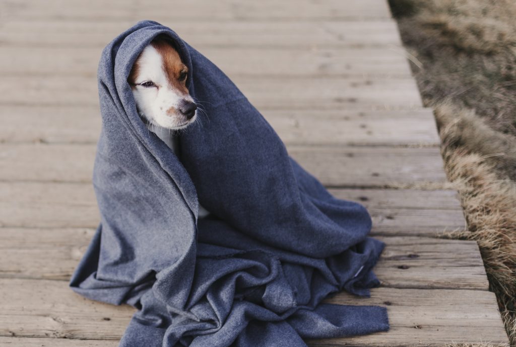 Hund pallet inn i et grått teppe.