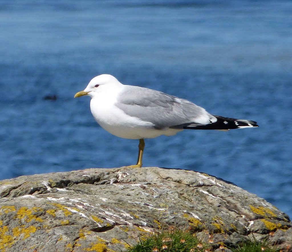 Fiskemåke på et svaberg med sjø i bakgrunnen.