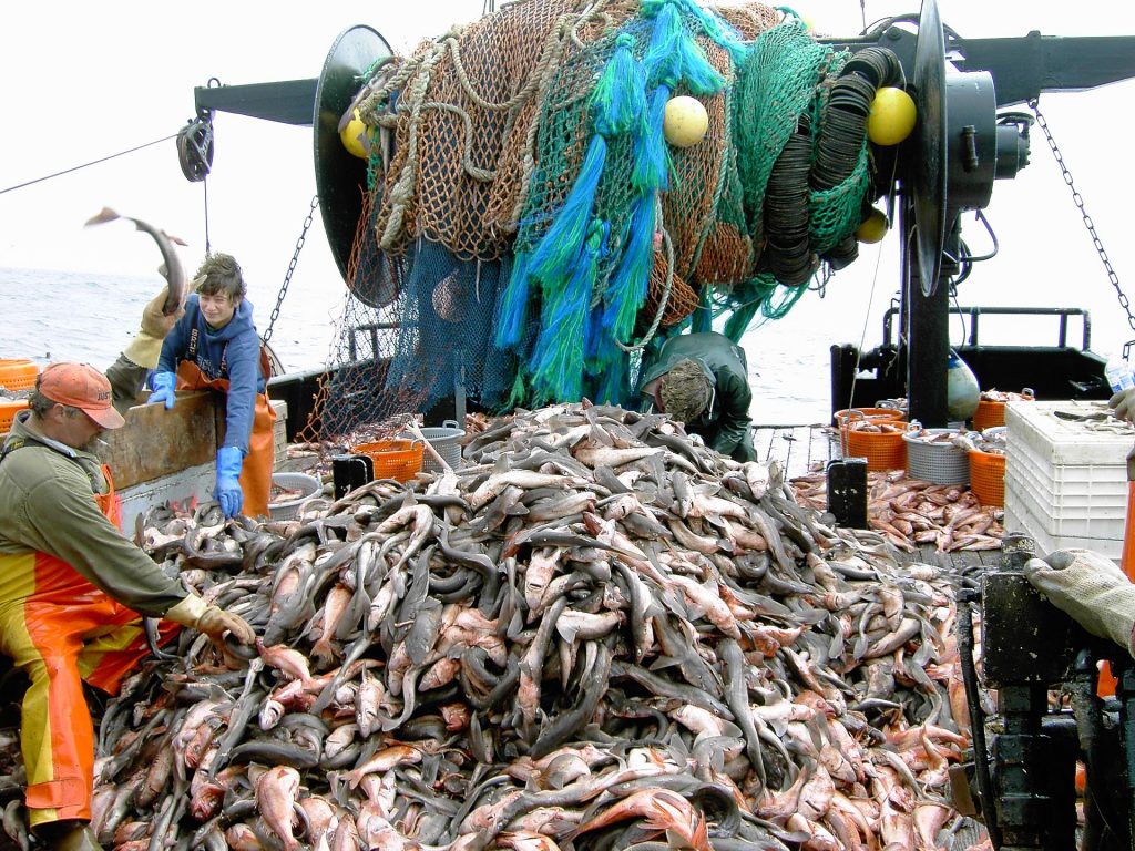 En fiskebåt med dogfish og annenfisk i et berg på båten.