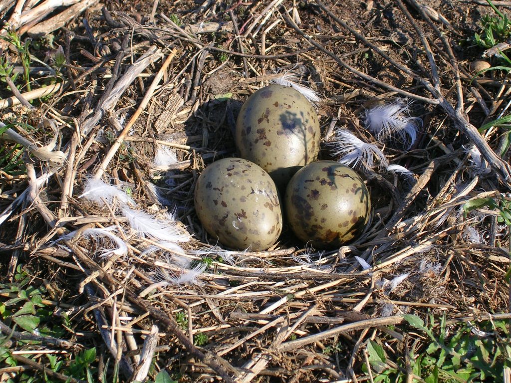 3 måsegg i et reir.