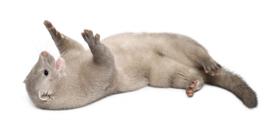 En lys mink ligger på hvit bakgrunn med forbena opp.