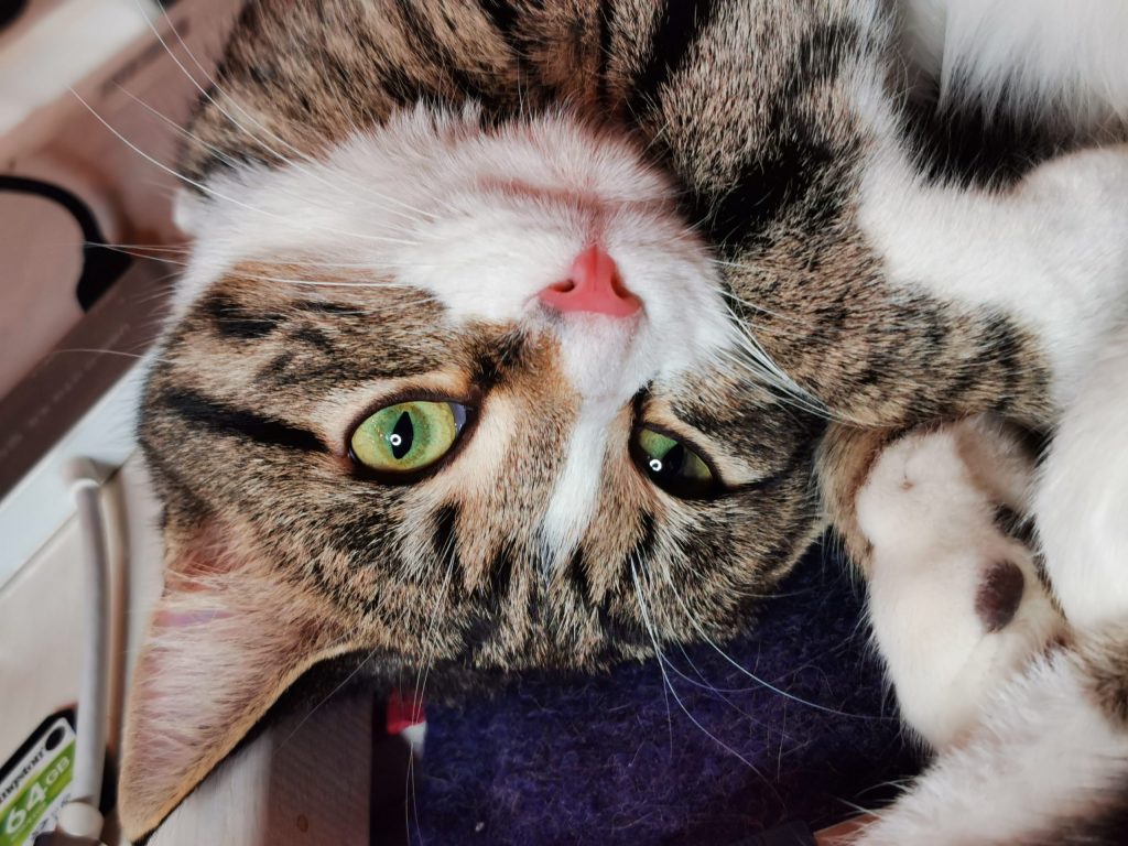 Bilde til kontakt siden